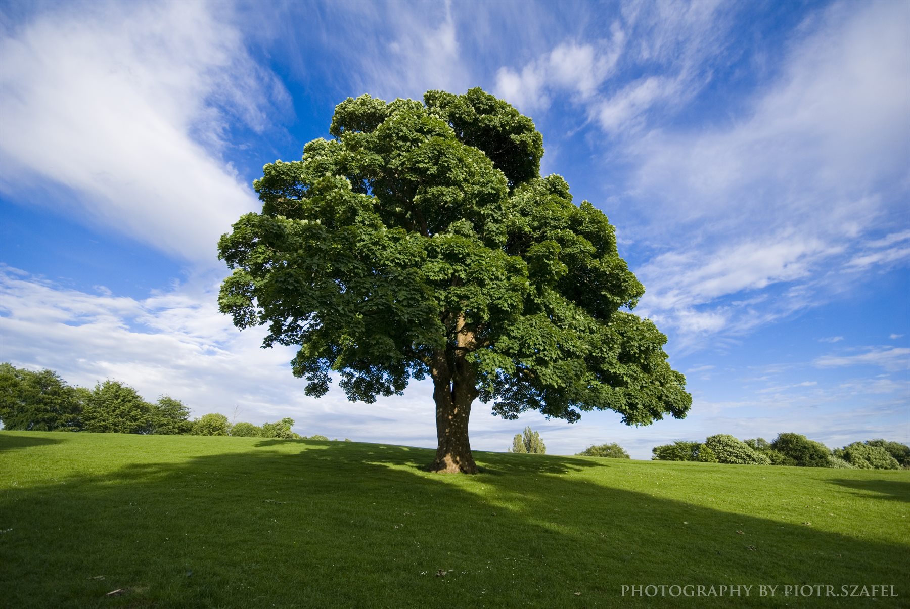 Green tree under blue sky by Peter Szafel