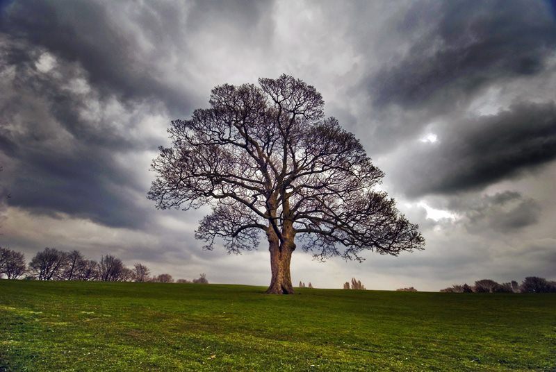 Tree under storm clouds by Peter Szafel