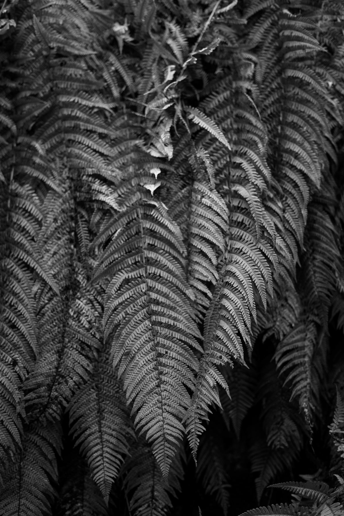 Black and white fern detail by Peter Szafel